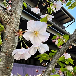 Rinn Kamiebisu 3*, Kyōto Japan